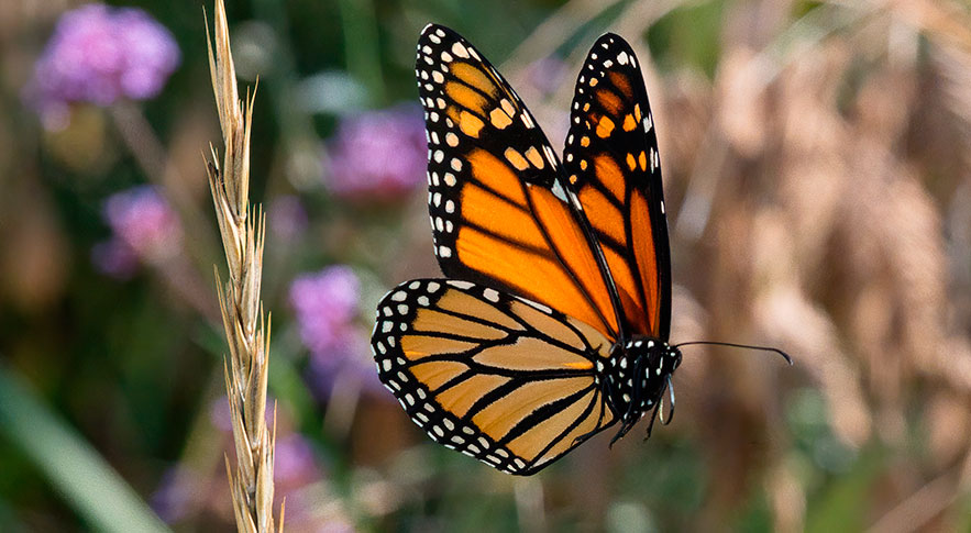 Gainesville butterfly inside garden. things to do in Gainesville bus trip with RedCoach USA